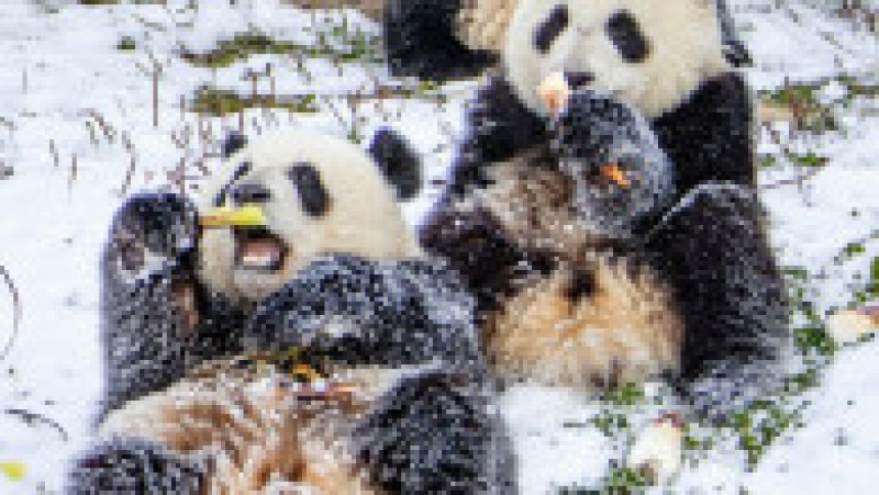 Urși panda se joacă în zăpadă la baza Shenshuping a Centrului chinez de Conservare și Cercetare pentru urși panda din area protejată Wolong, în provincia Sichuan. Sursa foto: Profimedia Images | Poza 13 din 14