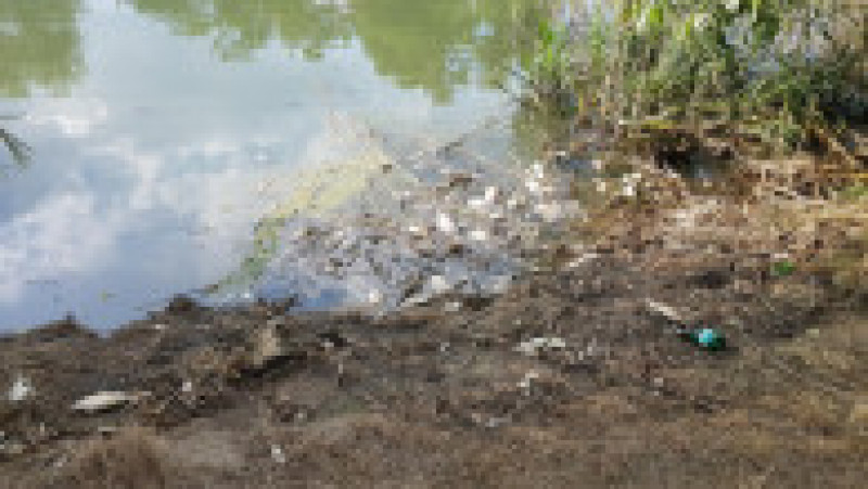 Grămezi de pești morți plutesc pe canalul Bega. FOTO ratt.ro | Poza 4 din 4