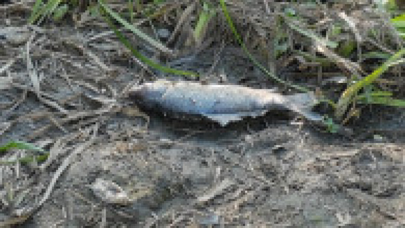 Grămezi de pești morți plutesc pe canalul Bega. FOTO ratt.ro | Poza 2 din 4