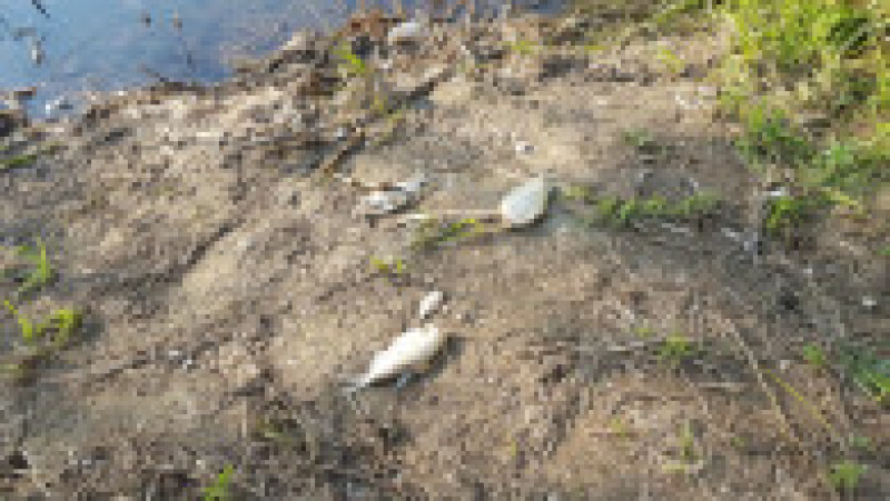 Grămezi de pești morți plutesc pe canalul Bega. FOTO ratt.ro | Poza 3 din 4