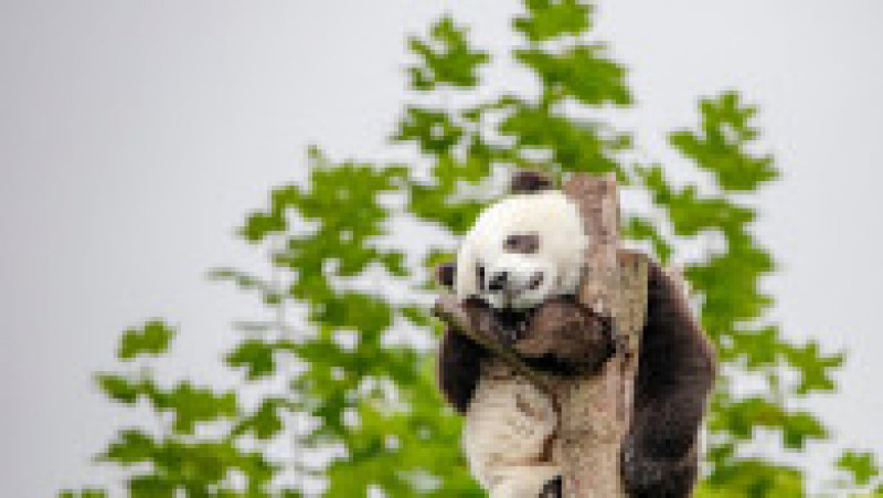 Urs panda aflat într-un copac la baza Shenshuping a Centrului chinez de Conservare și Cercetare pentru urși panda din area protejată Wolong, în provincia Sichuan. Sursa foto: Profimedia Images | Poza 14 din 14
