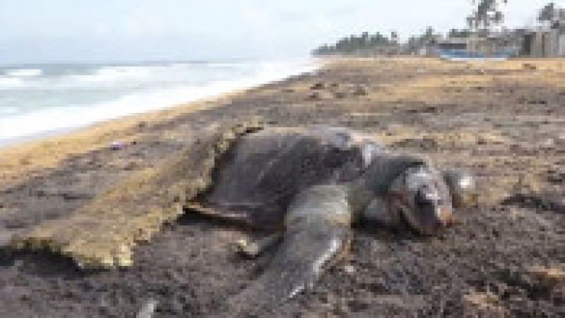 Dezastru ecologic în Sri Lanka. Foto: Profimedia Images | Poza 3 din 12