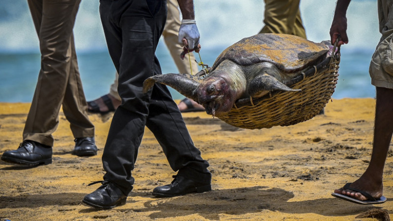 Dezastru ecologic în Sri Lanka. Foto: Profimedia Images