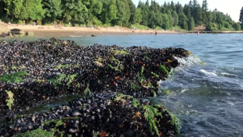 Un miliard de scoici, midii și alte animale marine, ucide de valul de căldură extremă din Canada. FOTO: captură Youtube