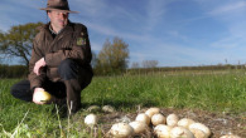 Pădurarul Mario Axel a descoperit un cuib părăsit cu ouă ale păsărilor Rhea Foto: Profimedia | Poza 5 din 12
