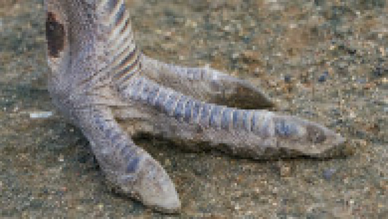 Cu picioare puternice, păsările Rhea pot parcurge cu ușurință distanțe mari Foto: Guliver/GettyImages | Poza 9 din 12