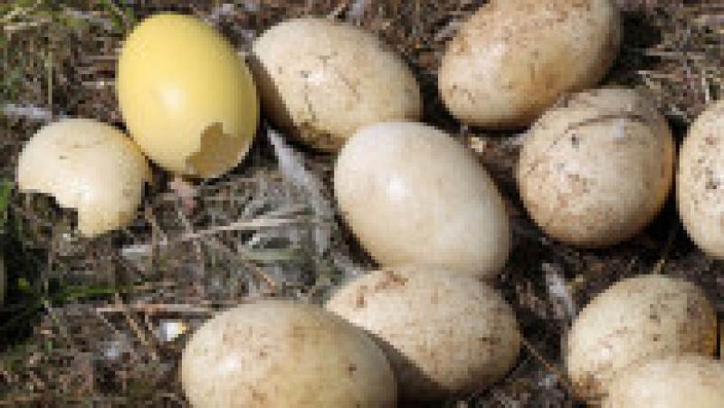 Ouă de păsări Rhea Foto: Profimedia | Poza 6 din 12