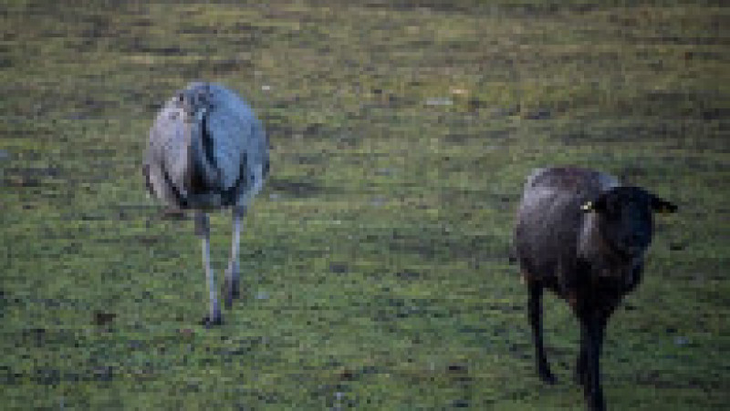 Păsările Rhea sunt de dimensiuni comparabile cu ale unei oi Foto: Profimedia | Poza 11 din 12