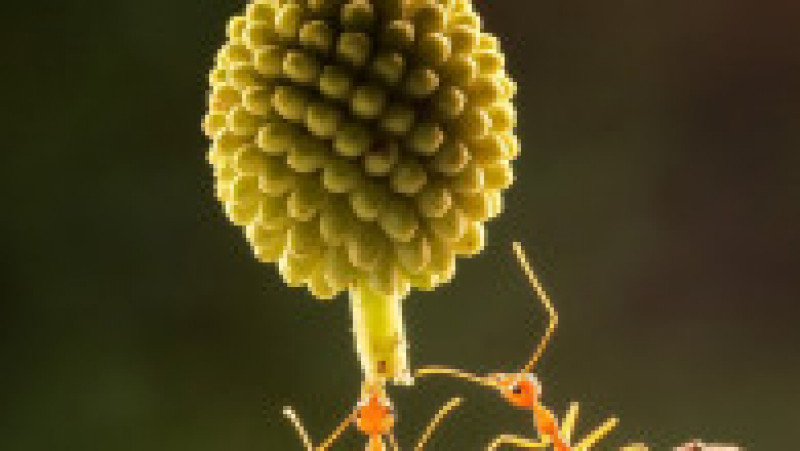 Două furnici
își unesc forțele pentru a transporta un fruct. Foto: Profimedia Images | Poza 3 din 6