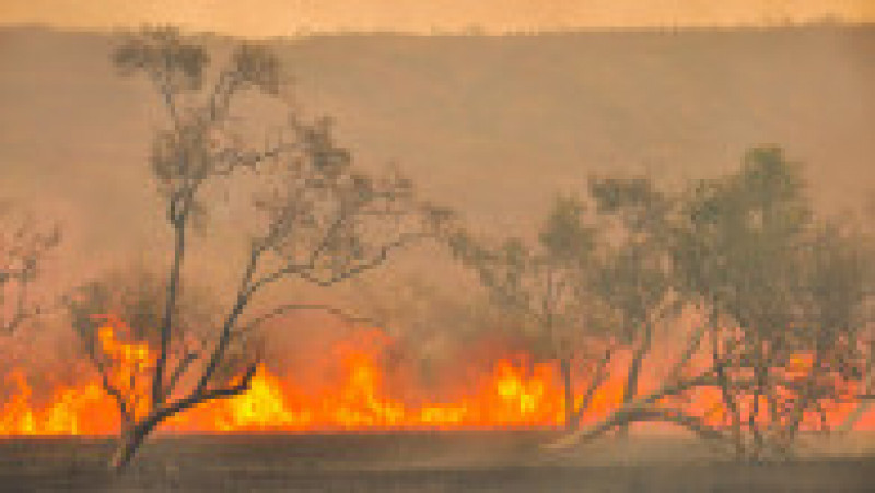 Flora şi fauna unice ale Australiei sunt expuse unui risc mai mare decât oricând. Sursă foto: Getty Images | Poza 6 din 13