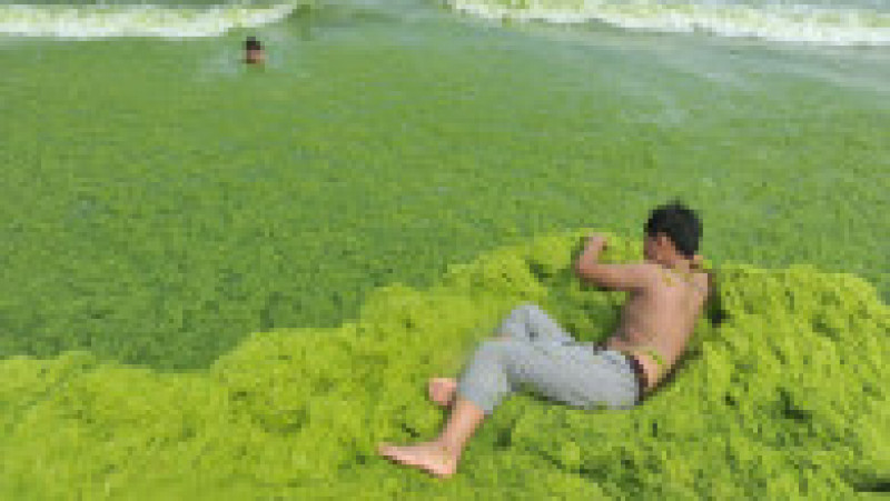 Invazie de alge pe plajele din provincia chineză Qingdao. Foto: Profimedia Images | Poza 2 din 10
