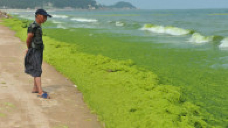 Invazie de alge pe plajele din provincia chineză Qingdao. Foto: Profimedia Images | Poza 8 din 10