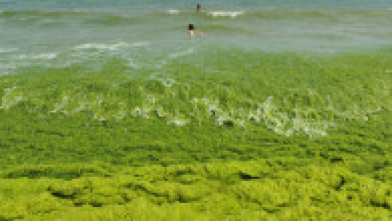 Invazie de alge pe plajele din provincia chineză Qingdao. Foto: Profimedia Images | Poza 1 din 10