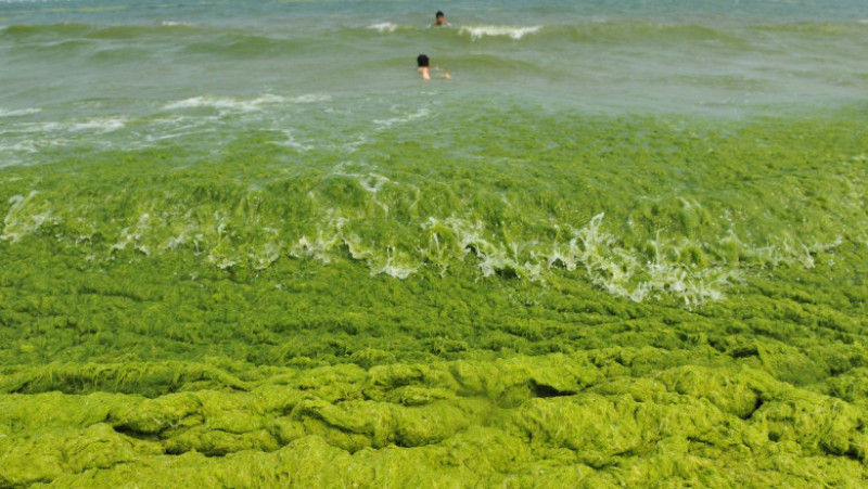 Invazie de alge pe plajele din provincia chineză Qingdao. Foto: Profimedia Images