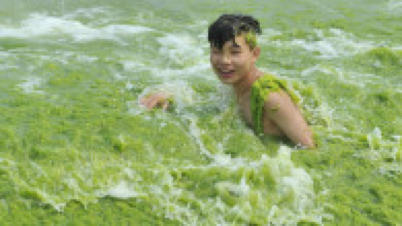 Invazie de alge pe plajele din provincia chineză Qingdao. Foto: Profimedia Images | Poza 4 din 10