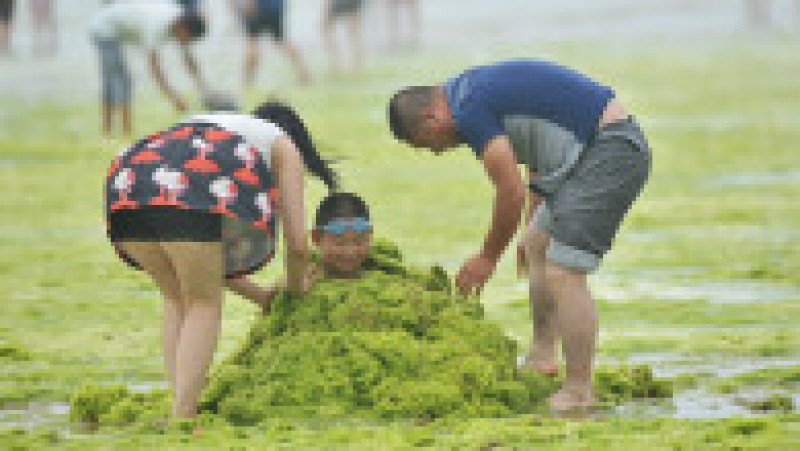 Invazie de alge pe plajele din provincia chineză Qingdao. Foto: Profimedia Images | Poza 3 din 10