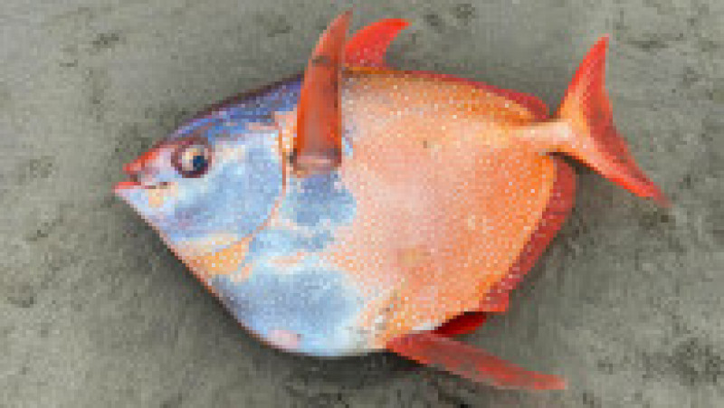 Pește tropical uriaș descoperit pe o plajă din SUA FOTO: Facebook/ Seaside Aquarium | Poza 4 din 5