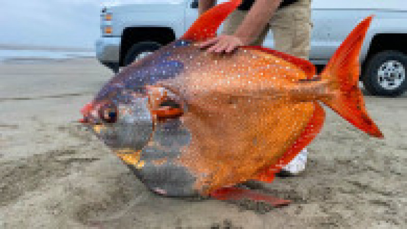 Pește tropical uriaș descoperit pe o plajă din SUA FOTO: Facebook/ Seaside Aquarium | Poza 5 din 5
