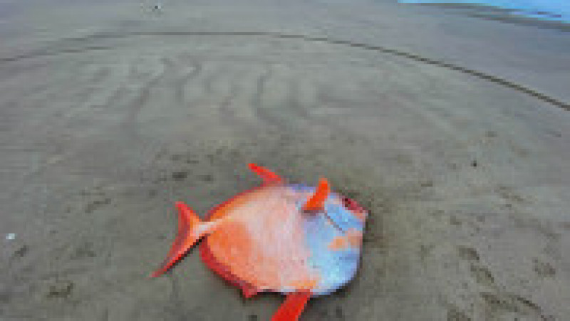 Pește tropical uriaș descoperit pe o plajă din SUA FOTO: Facebook/ Seaside Aquarium | Poza 1 din 5