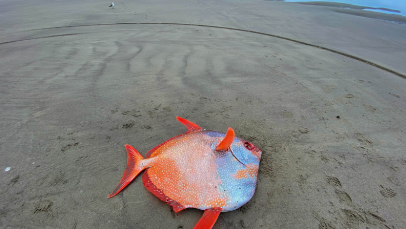 Pește tropical uriaș descoperit pe o plajă din SUA FOTO: Facebook/ Seaside Aquarium 