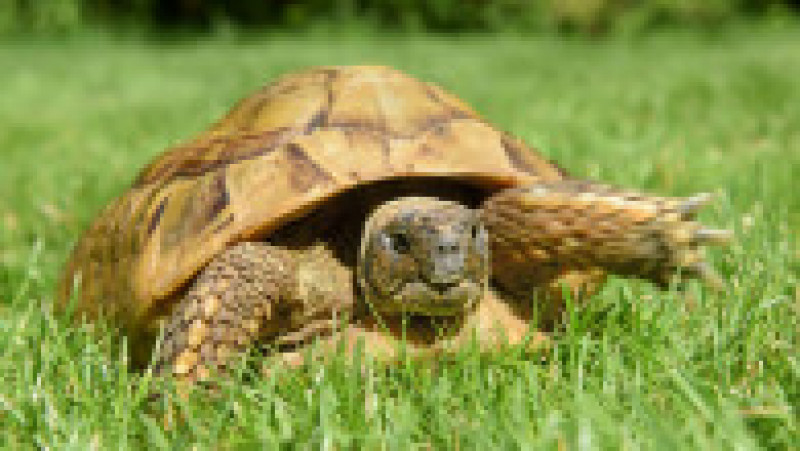 Maxi, „țestoasa” fugită de acasă FOTO: Profimedia | Poza 1 din 9