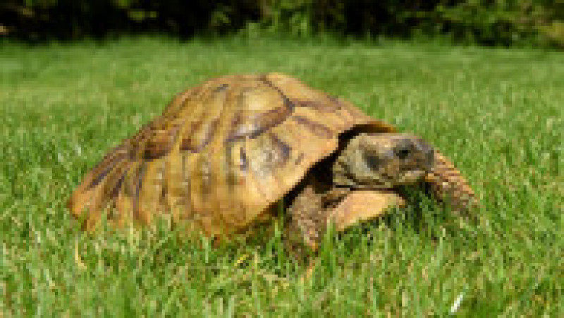 Maxi, „țestoasa” fugită de acasă FOTO: Profimedia | Poza 2 din 9