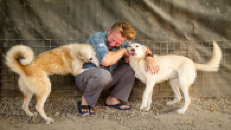 200 de câini și pisici, evacuați din Afganistan de un fost soldat britanic. Foto: Profimedia Images | Poza 3 din 6