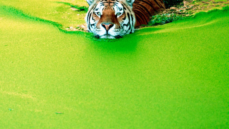 Tigru siberian la Zoo, în Copenhaga FOTO: Profimedia Images