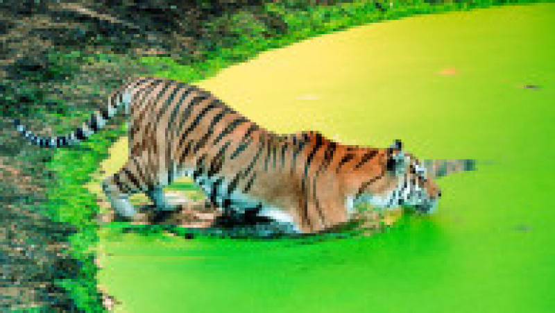 Tigru siberian la Zoo, în Copenhaga FOTO: Profimedia Images | Poza 2 din 11