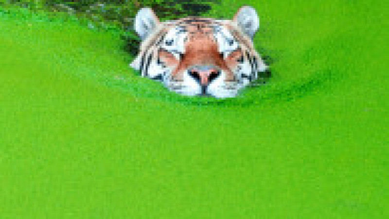 Tigru siberian la Zoo, în Copenhaga FOTO: Profimedia Images | Poza 10 din 11
