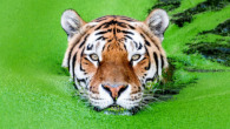Tigru siberian la Zoo, în Copenhaga FOTO: Profimedia Images | Poza 7 din 11