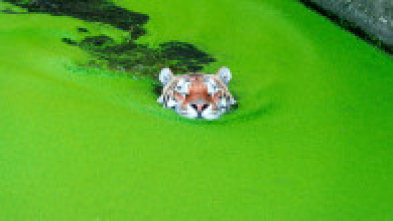 Tigru siberian la Zoo, în Copenhaga FOTO: Profimedia Images | Poza 8 din 11