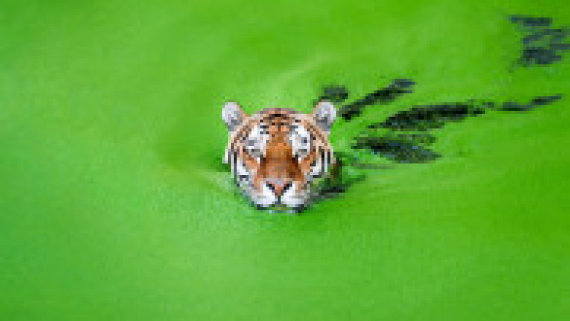 Tigru siberian la Zoo, în Copenhaga FOTO: Profimedia Images | Poza 9 din 11