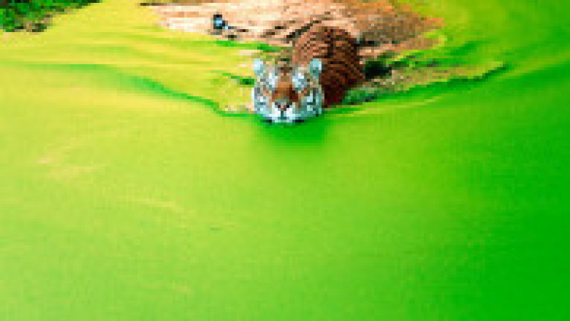 Tigru siberian la Zoo, în Copenhaga FOTO: Profimedia Images | Poza 3 din 11