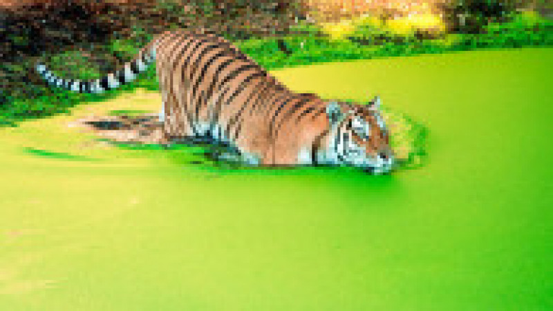 Tigru siberian la Zoo, în Copenhaga FOTO: Profimedia Images | Poza 4 din 11