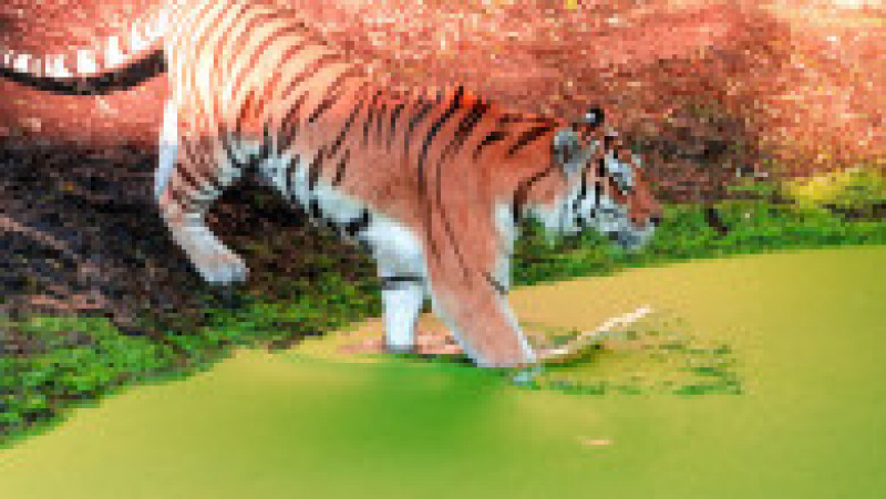 Tigru siberian la Zoo, în Copenhaga FOTO: Profimedia Images | Poza 5 din 11