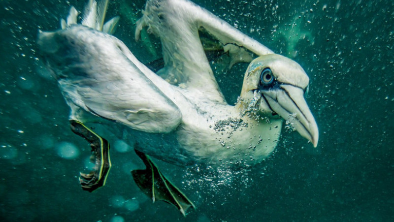 Păsările marine plonjează în apă cu viteze de până la 95 de kilometri pe oră. Foto: Profimedia Images