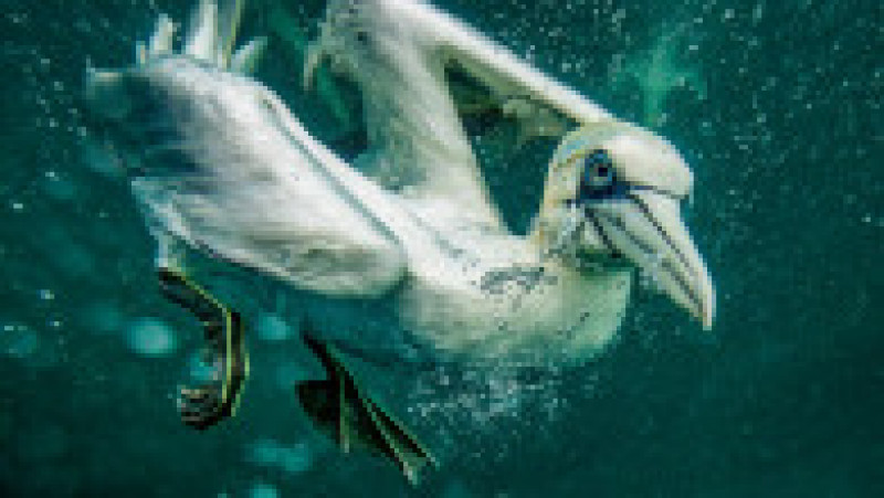 Păsările marine plonjează în apă cu viteze de până la 95 de kilometri pe oră. Foto: Profimedia Images | Poza 1 din 10