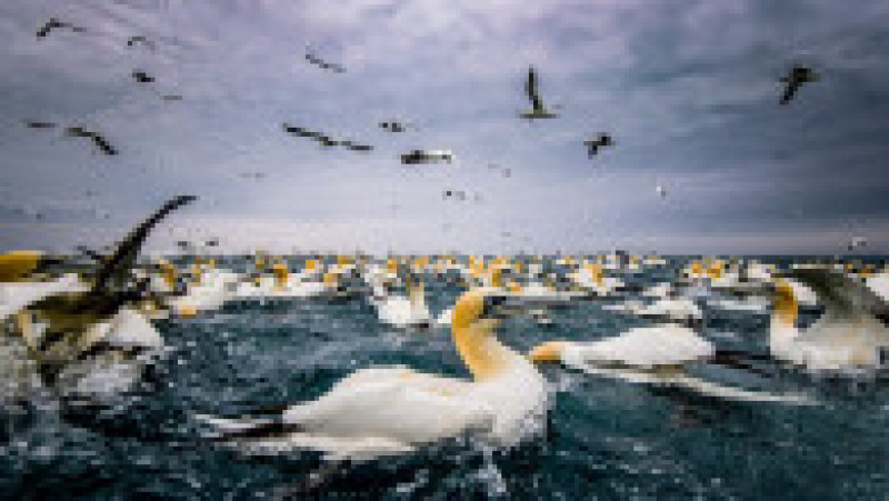 Sute de corbi albi de mare în apropierea insulei Noss din Scoția. Foto: Profimedia Images | Poza 9 din 10