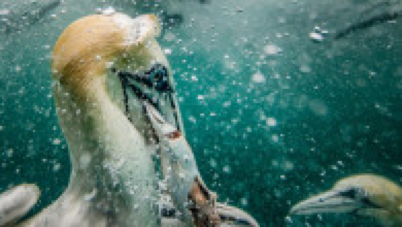 Corbii albi de mare se scufundă în apele reci ale Mării Nordului pentru a prinde pește. Foto: Profimedia Images | Poza 6 din 10