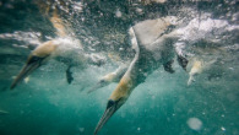 Corbii albi de mare se scufundă în apele reci ale Mării Nordului pentru a prinde pește. Foto: Profimedia Images | Poza 7 din 10