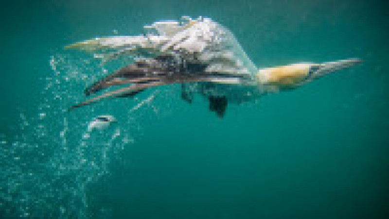 Corbii albi de mare mănâncă peștele înainte de a reveni la suprafață. Foto: Profiimedia Images | Poza 8 din 10