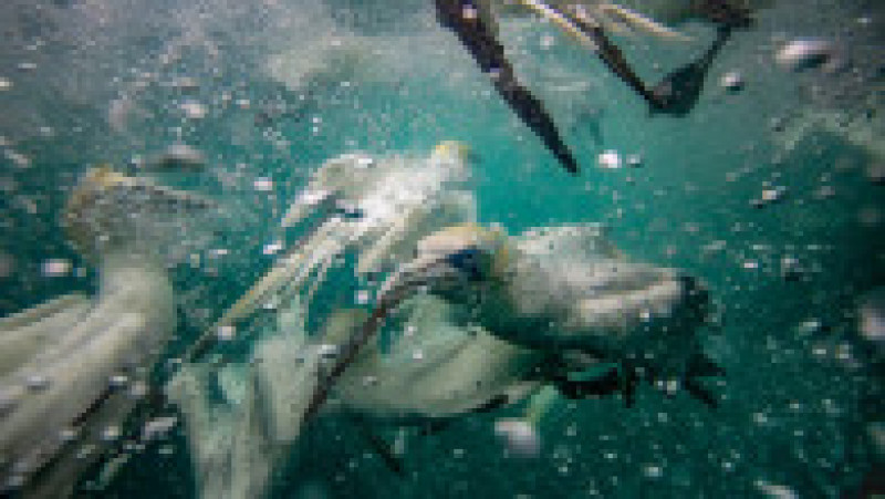 Corbii albi de mare se scufundă în apele reci ale Mării Nordului pentru a prinde pește. Foto: Profimedia Images | Poza 5 din 10