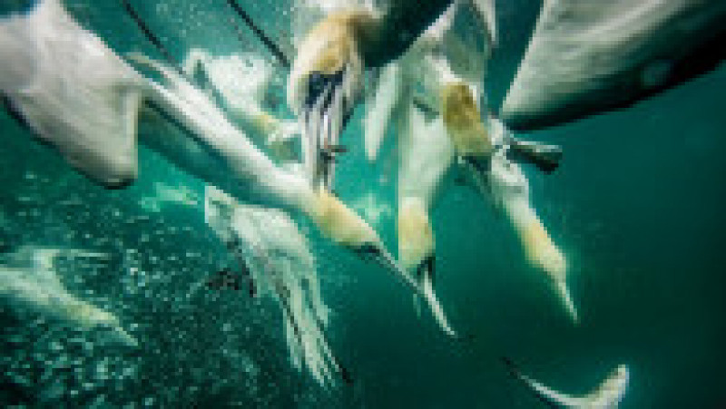 Corbii albi de mare se scufundă în apele reci ale Mării Nordului pentru a prinde pește. Foto: Profimedia Images | Poza 4 din 10