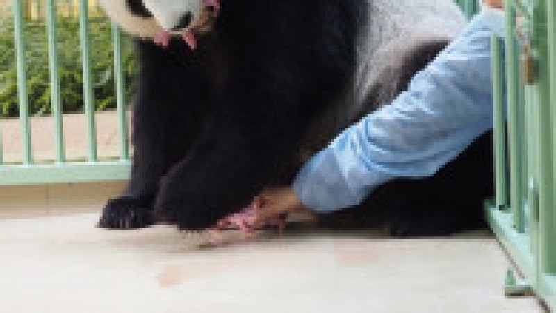 O femelă de urs panda a adus pe lume gemeni la o grădină zoologică din Franţa. Foto: Profimedia Images | Poza 6 din 9