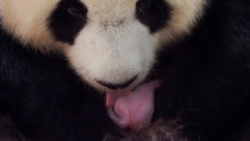 O femelă de urs panda a adus pe lume gemeni la o grădină zoologică din Franţa. Foto: Profimedia Images | Poza 4 din 9