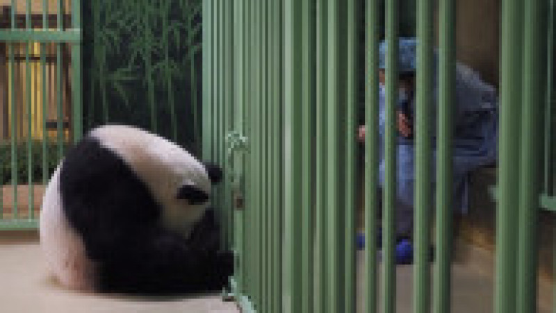 O femelă de urs panda a adus pe lume gemeni la o grădină zoologică din Franţa. Foto: Profimedia Images | Poza 7 din 9
