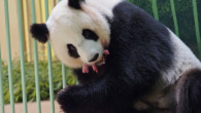 O femelă de urs panda a adus pe lume gemeni la o grădină zoologică din Franţa. Foto: Profimedia Images | Poza 2 din 9