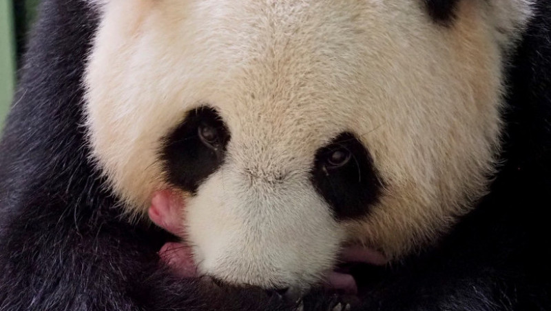 O femelă de urs panda a adus pe lume gemeni la o grădină zoologică din Franţa. Foto: Profimedia Images