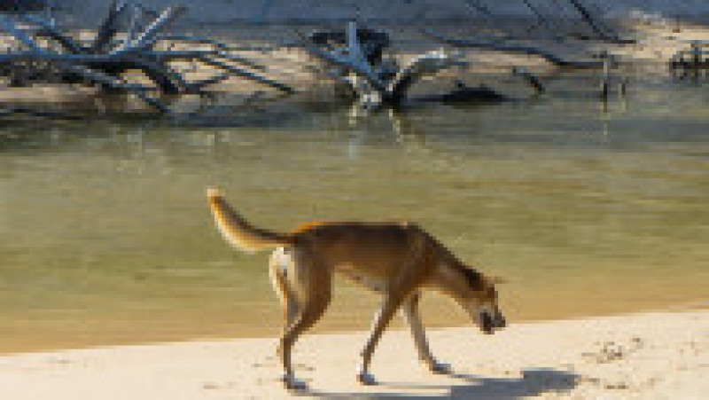 Câine dingo pe insula turistică Fraser. Foto: Profimedia Images | Poza 1 din 4
